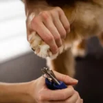 Dog Nail Care Guide