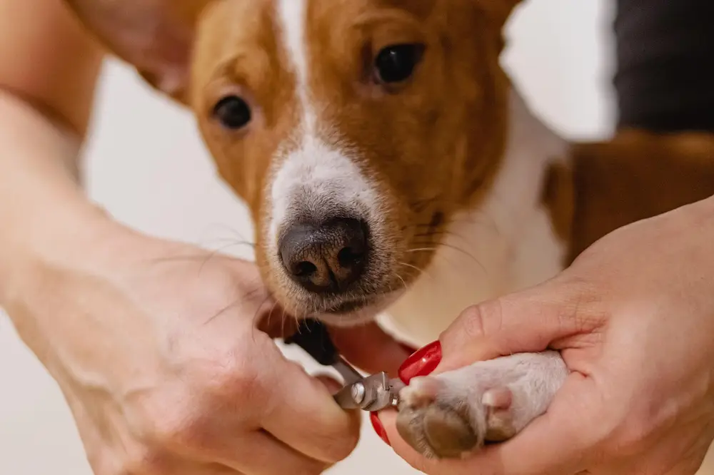 Dog Nail Trimming Methods