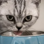 Cat food choices across life stages